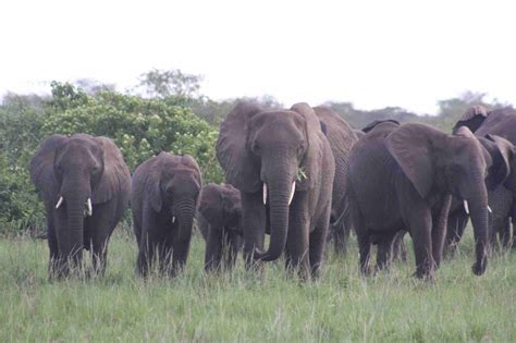 african elephant herd