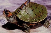 Afbeeldingsresultaten voor Indische dakschildpad. Grootte: 166 x 106. Bron: vajiramias.com