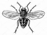 Musca Domestica Housefly Common Stock Illustration Magnified Vintag Depositphotos Fly House Morphart sketch template