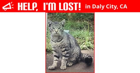 Lost Cat Daly City California Leo