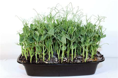 growing pea shoots vegetable gardening