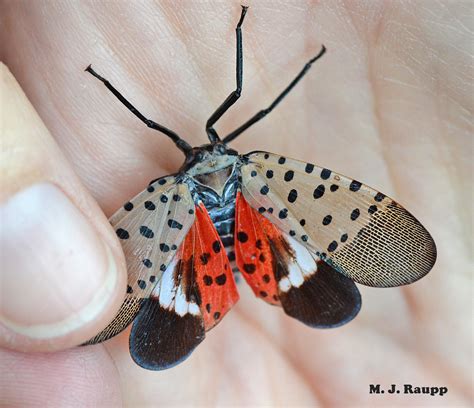 find  spotted lanternfly lycorma delicatula bug   week