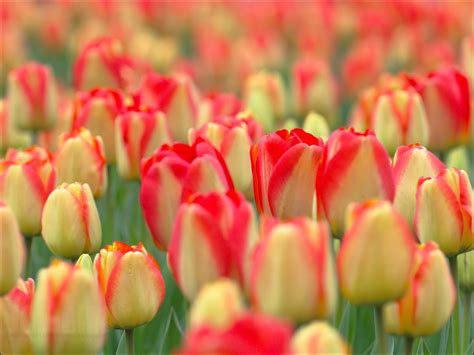 flowers  flower lovers red yellow tulips flowers pictures
