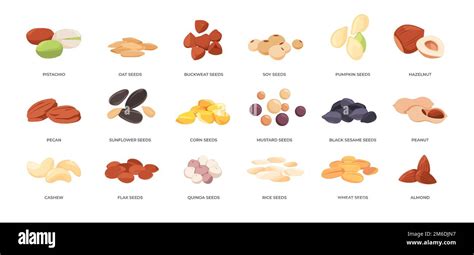 samen und nuesse cartoon mandel pistazien cashew haselnuss und koerner