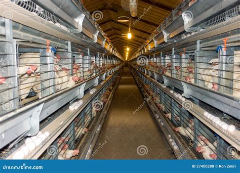 modern chicken coop farm stock photo image  indoor