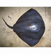 Afbeeldingsresultaten voor "dasyatis Violacea". Grootte: 175 x 185. Bron: www.peces.info