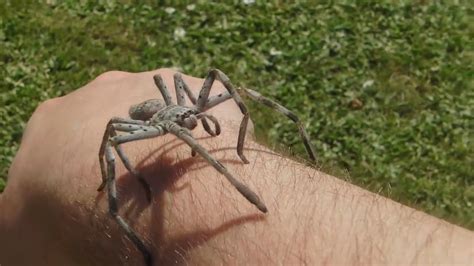 Giant Australian Huntsman Spider Handling Youtube