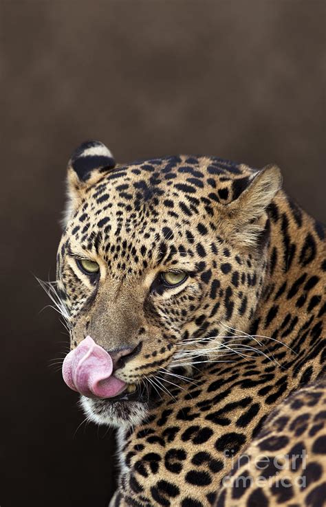 hungry leopard with intense stare licking its lips photograph by