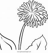 Pusteblume Soffione Malvorlage Fiori Natura Natur Kategorien Condividi sketch template