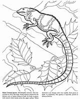 Coloring Pages Reptiles Reptile Adults Animals Lizards Color Colouring Adult Publications Dover Book Doverpublications Books Visiter sketch template