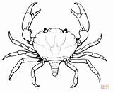 Crab Coloring Mud Pages Drawing Sheet Printables Crabs Marine Animals Silhouettes Supercoloring Categories sketch template