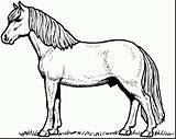 Appaloosa Horse Coloring Pages Getdrawings Drawing sketch template