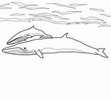 Whale Minke Baby Mother Coloring Pages Color sketch template
