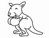 Kangaroo Boxing Coloring Animals Coloringcrew Kangourou Boxe Drawing sketch template