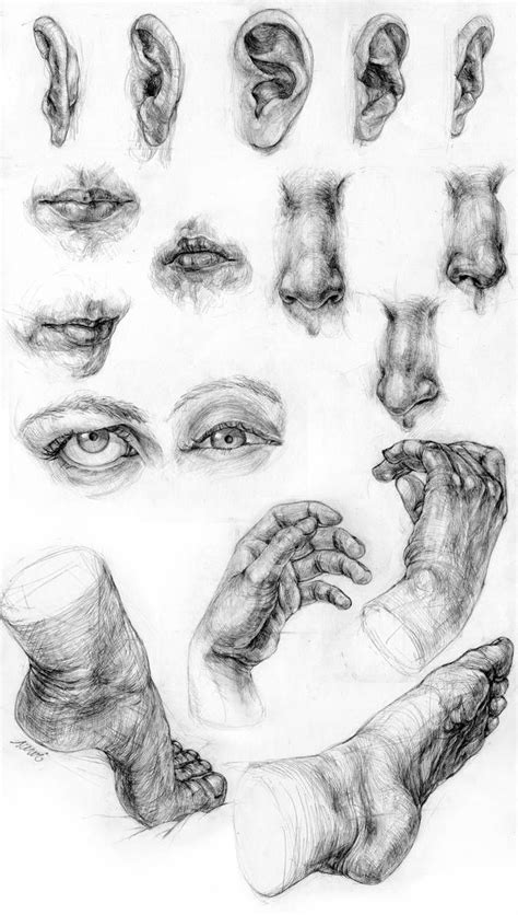 ears mouths noses eyes hands feet       deviantart human