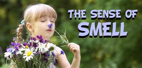 senses  sense  smell happy learning