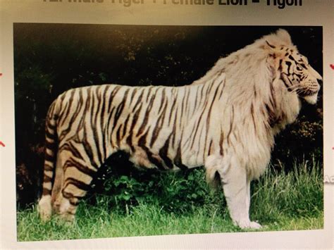 Tigon Hybrid Between Male Tiger And Female Lion The Doll