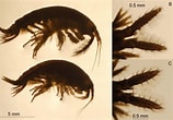 Afbeeldingsresultaten voor "echinogammarus Pirloti". Grootte: 158 x 110. Bron: www.researchgate.net