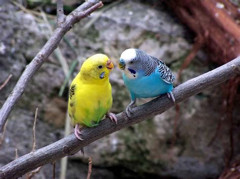 parakeet breeding guide   parakeets mate pets checklist