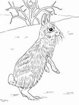Coloring Rabbit Cottontail Jackrabbit Standing Pages Printable Peter Drawing Rabbits Jack Colouring Getdrawings Hare Marsh Library Supercoloring Categories Comments Insertion sketch template