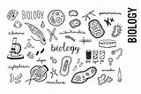 Biology Doodle Clipart Calligraphy Science School Transparent Printable Drawing Cell Doodles Illustrations Vector Hi Icons Set Res Etsy Chromosome Drawings sketch template