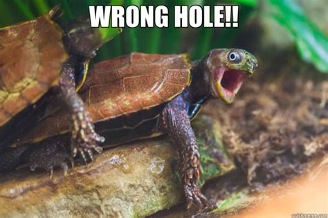 wrong hole turtle quickmeme