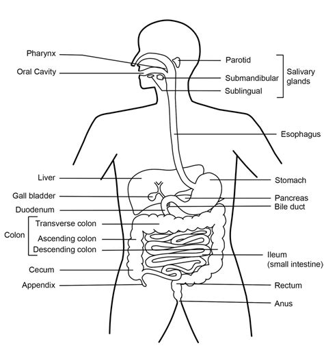 function   digestive system hubpages