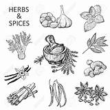 Coloring Cinnamon Roll Herbs Set Garden Vector Hand Buns Cross Hot Spices Pages Getcolorings Sketches Drawing Sketch Illustration Color Stock sketch template