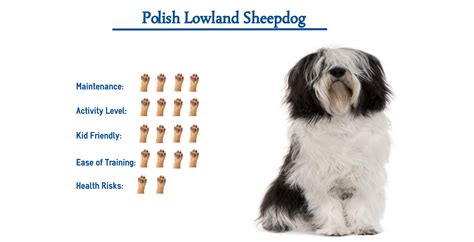 polish lowland sheepdog        glance