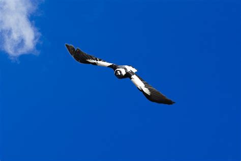 bird swooping season centennial parklands