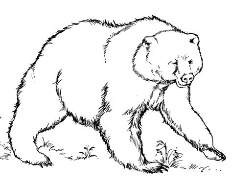 galeria de imagenes dibujos de osos  colorear