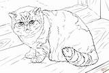 Cat Coloring Pages Shorthair Exotic British Printable Cats Print Drawing American Adult sketch template