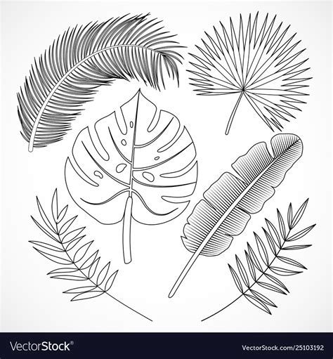 palm leaves silhouette set outline royalty  vector image