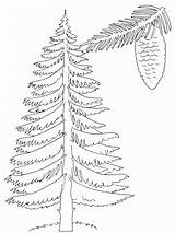 Coloring Pages Tree Trees Pine Printable Spring Drawing Template Drawings Coniferous Getcolorings Color sketch template