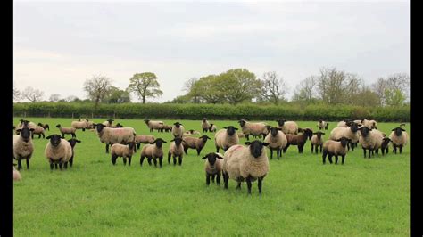 Bentley Suffolks On Twitter 8 Week Weights On Suffolk Lambs No Feed