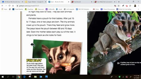 sugar gliders  explanation  todays assignments youtube