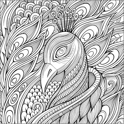 elegant peacock   blue feathers peacocks adult coloring pages