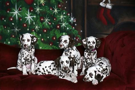 christmas dals cutest dog  dalmatian dogs puppy names therapy