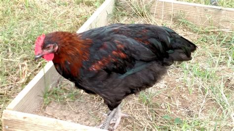 Black Sex Link Hen Or Rooster Backyard Chickens Learn How To