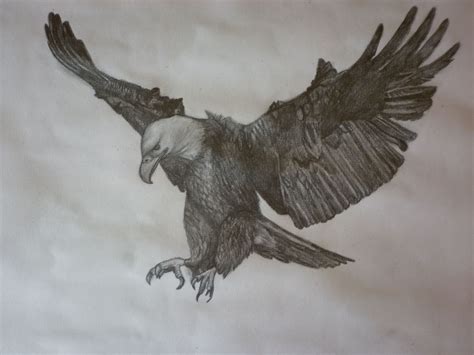 draw  eagle flying