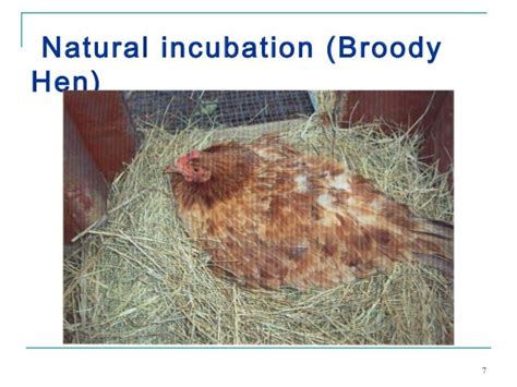 incubation process of chicken