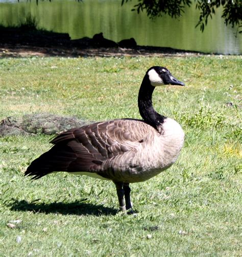 canadian goose picture  photograph  public domain