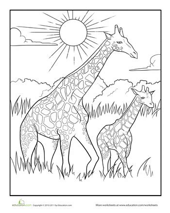 color  mother  baby giraffe worksheet educationcom giraffe