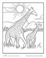 Coloring Pages Animal African Giraffe Baby Animals Savanna Mother Grassland Savannah Kids Colouring Color Adult Drawings Printable Drawing Worksheet Sheets sketch template