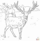 Deer Coloring Pages Red European Mule Printable Dear Western Hunting Elk Drawing Supercoloring Drawings sketch template