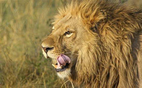 south african lion wallpaperhd animals wallpapersk wallpapersimagesbackgroundsphotos