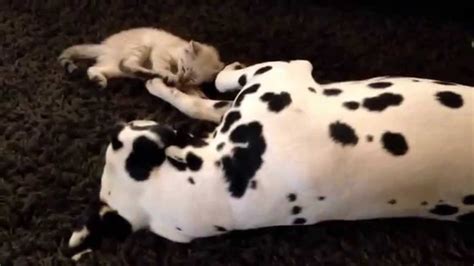 dalmatian dog plays  kitten   human youtube