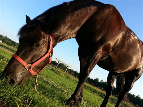black horse eating grass  stock photo public domain pictures