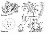 Lichen Lichens Foliose Fruticose Labeled Types sketch template