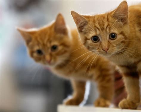 kittens play  naughty cats   craziest  video
